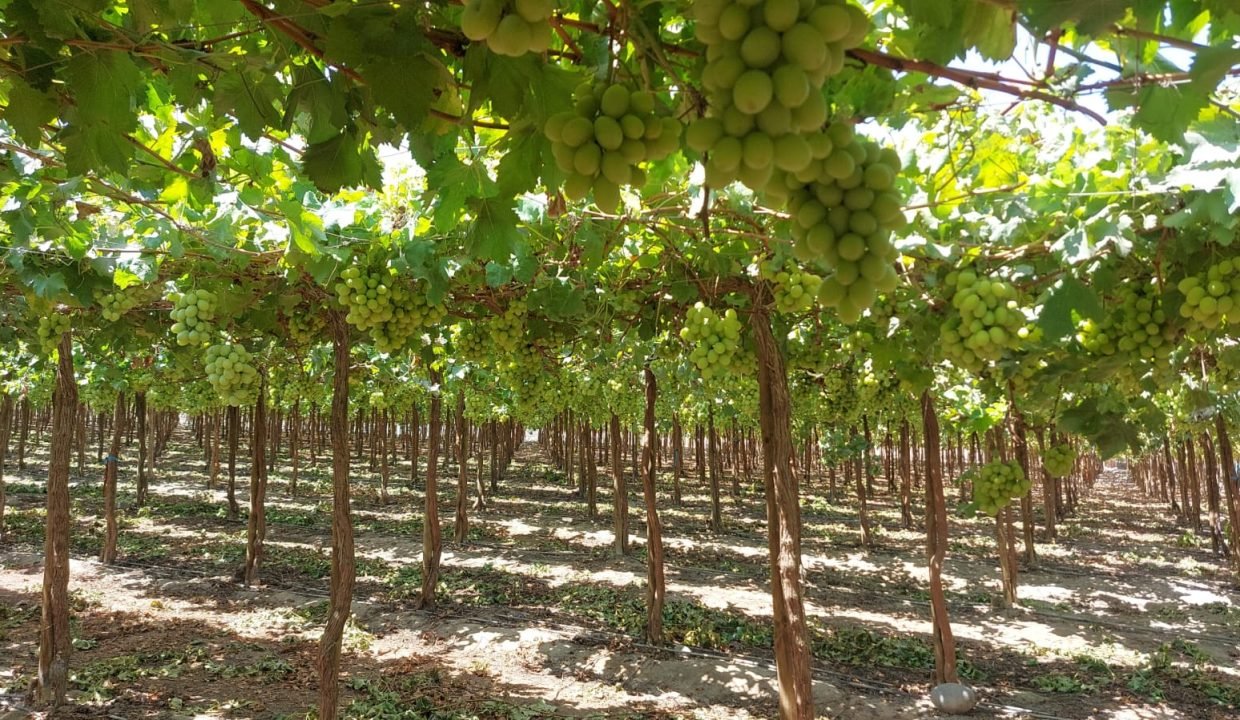 WhatsApp Image 2025-10-01 at 1.51.16 PM