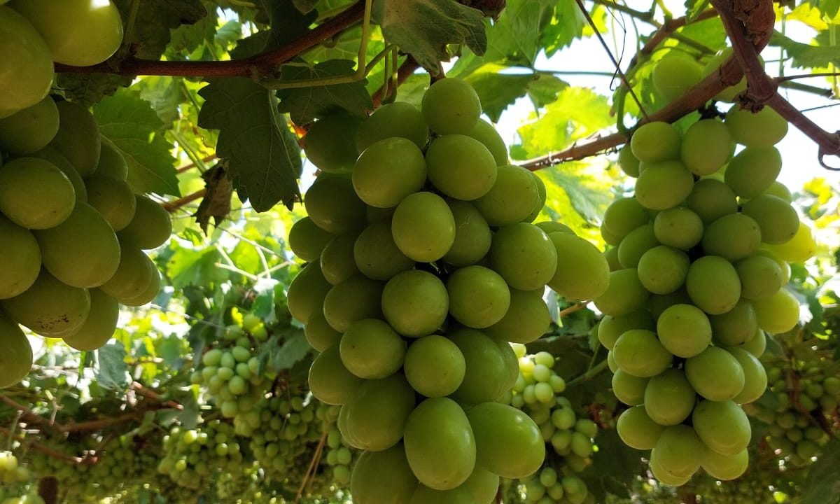 WhatsApp Image 2025-10-01 at 1.51.17 PM (2)